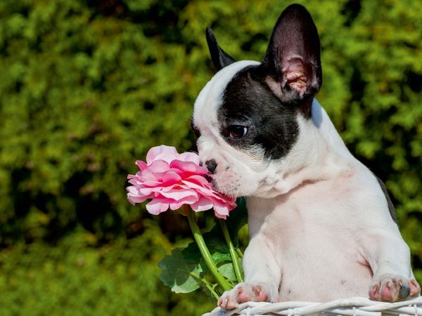 Produktbild: CALVENDO Puzzle Franz&ouml;sische Bulldogge | 1000 Teile Lege-Gr&ouml;&szlig;e 64x48cm Foto-Puzzle f&uuml;r gl&uuml;ckliche Stunden