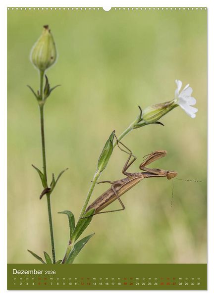 Produktbild: Die Gottesanbeterin. R&auml;uber der Insektenwelt. (Wandkalender 2026 DIN A2 hoch), CALVENDO Monatskalender