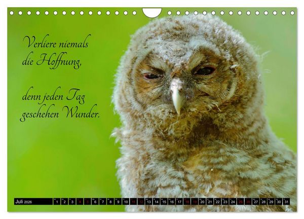 Produktbild: der Waldkauz - Strix Aluco (Wandkalender 2026 DIN A4 quer), CALVENDO Monatskalender