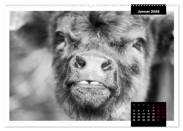 Produktbild: Faszination Schottisches Hochlandrind (hochwertiger Premium Wandkalender 2026 DIN A2 quer), Kunstdruck in Hochglanz