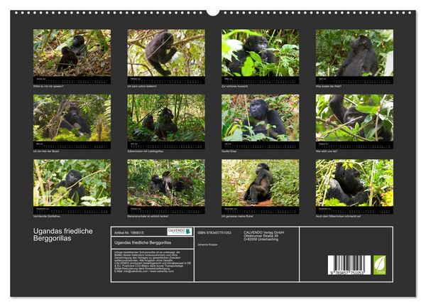Produktbild: Ugandas friedliche Berggorillas (hochwertiger Premium Wandkalender 2026 DIN A2 quer), Kunstdruck in Hochglanz