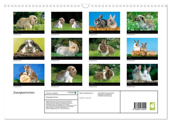 Produktbild: Zwergkaninchen (Wandkalender 2027 DIN A3 quer), CALVENDO Monatskalender