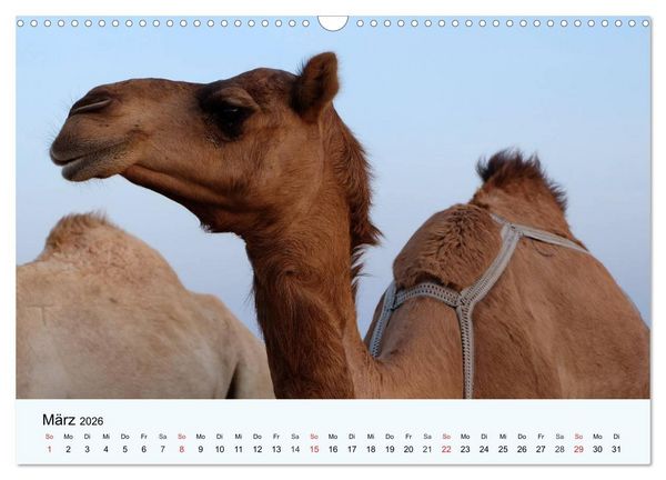 Produktbild: Die Kameliden. H&uuml;bsche Kamele, Lamas und Alpakas (Wandkalender 2026 DIN A3 quer), CALVENDO Monatskalender
