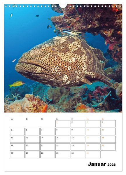 Produktbild: Farbrausch unter Wasser: Fische am Riff (Wandkalender 2026 DIN A3 hoch), CALVENDO Monatskalender