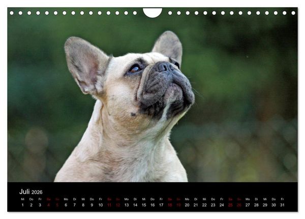 Produktbild: Franz&ouml;sische Bulldoggen - Schutzengel auf 4 Pfoten (Wandkalender 2026 DIN A4 quer), CALVENDO Monatskalender