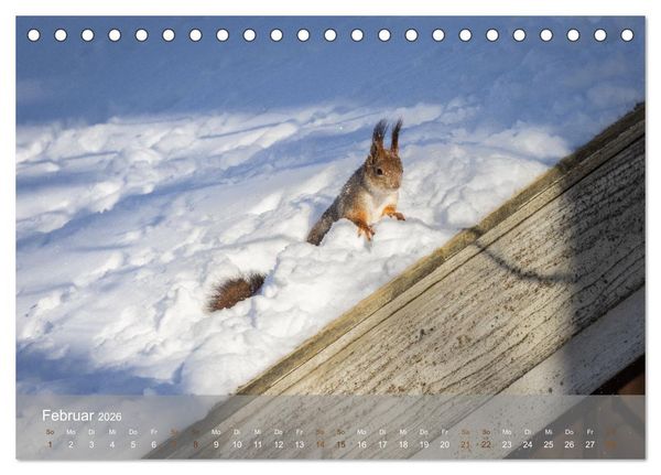 Produktbild: Bezaubernde Eichh&ouml;rnchen (Tischkalender 2026 DIN A5 quer), CALVENDO Monatskalender