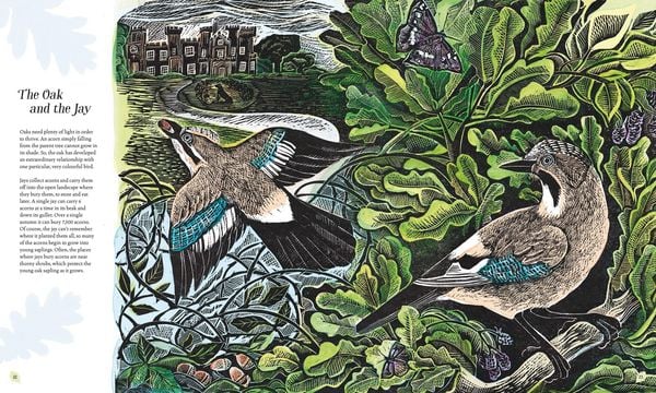 Produktbild: Wilding: How to Bring Wildlife Back - an Illustrated Guide
