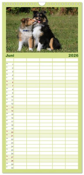 Produktbild: Familienplaner 2026 - Shelties 2026 mit 5 Spalten (Wandkalender, 21 x 45 cm) CALVENDO