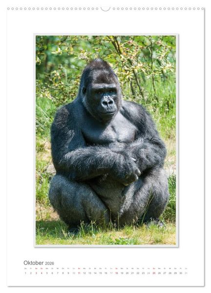 Produktbild: Emotionale Momente: Aus dem Leben der Familie Gorilla. (hochwertiger Premium Wandkalender 2026 DIN A2 hoch), Kunstdruck in Hochglanz