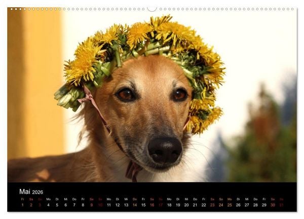 Produktbild: Der Silken Windsprite - ein Seelenhund (hochwertiger Premium Wandkalender 2026 DIN A2 quer), Kunstdruck in Hochglanz