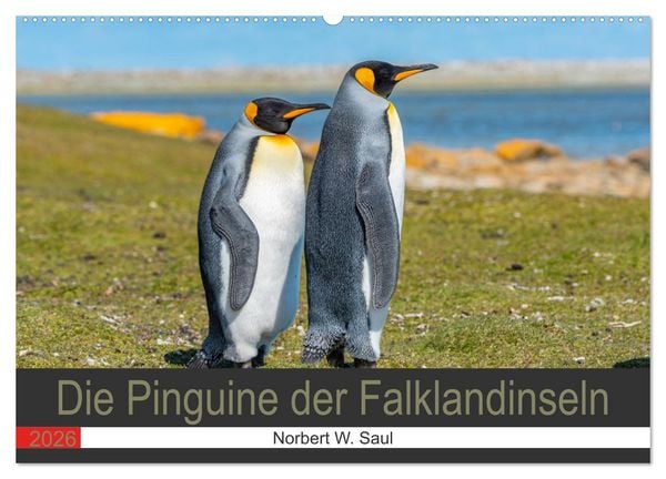 Die Pinguine der Falklandinseln (Wandkalender 2026 DIN A2 quer), CALVENDO Monatskalender