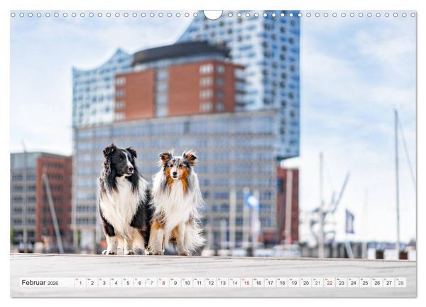 Produktbild: Hamburger Hafencity - Unterwegs mit den Shelties Finn und Louis (Wandkalender 2026 DIN A3 quer), CALVENDO Monatskalender