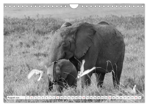 Produktbild: Emotionale Momente: Elefanten in black & white (Wandkalender 2026 DIN A4 quer), CALVENDO Monatskalender