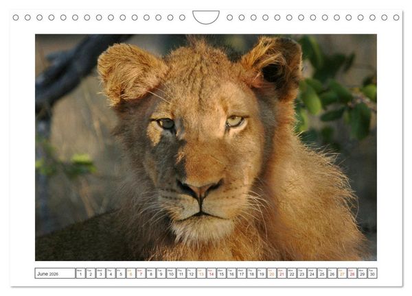 Produktbild: African Big Cats (Wall Calendar 2026 DIN A4 landscape), CALVENDO 12 Month Wall Calendar