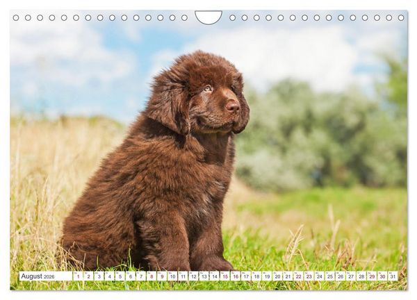 Produktbild: Neufundl&auml;nder - Kleine Weltentdecker (Wandkalender 2026 DIN A4 quer), CALVENDO Monatskalender