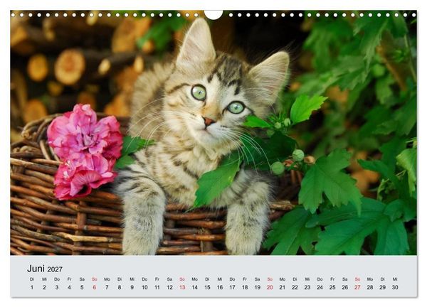 Produktbild: Katzen im Garten (Wandkalender 2027 DIN A3 quer), CALVENDO Monatskalender