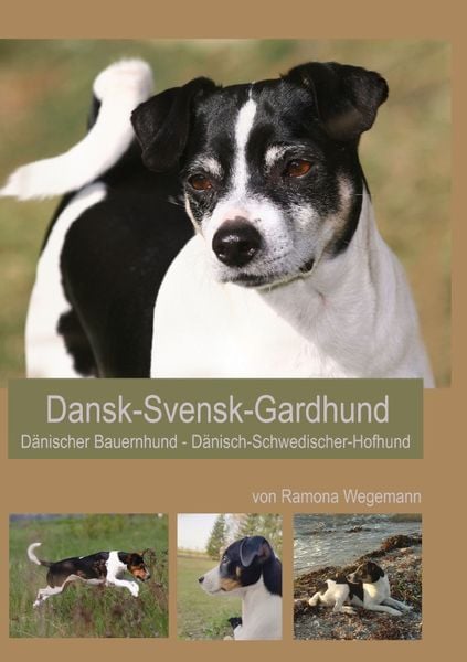 Produktbild: Dansk-Svensk-Gardhund - D&auml;nisch-Schwedischer-Hofhund - Dansk-Svensk-Farmdog - D&auml;nischer Bauernhund
