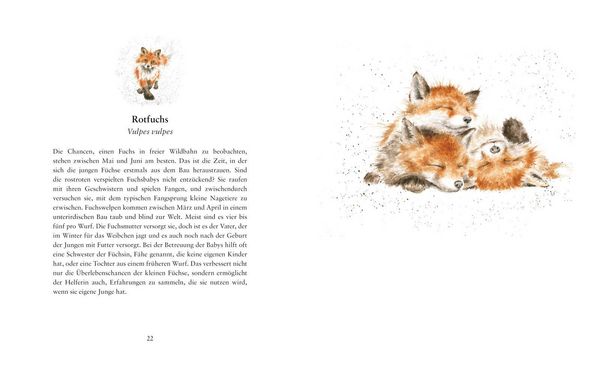 Produktbild: Fl&uuml;gge &ndash; Die ersten Tage kleiner Tierkinder