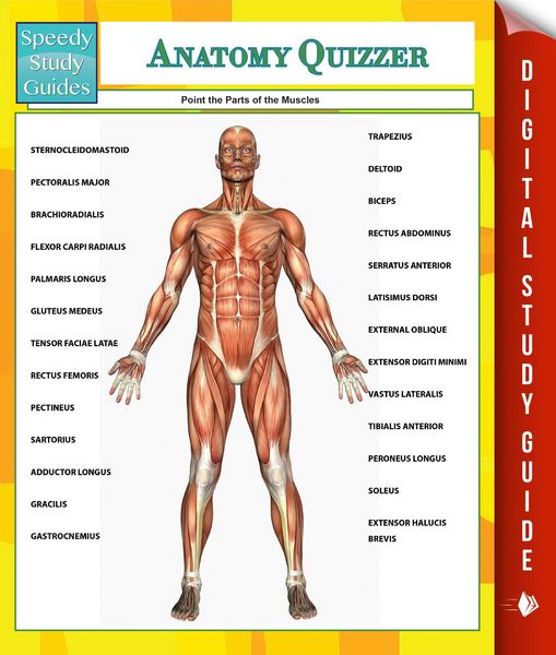 Produktbild: Anatomy Quizzer (Speedy Study Guides)