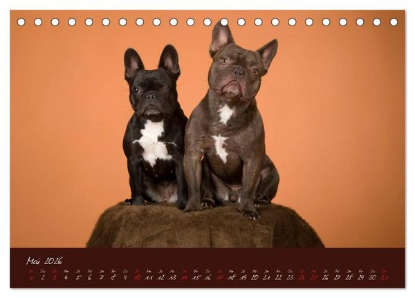 Produktbild: Franz&ouml;sische Bulldoggen (Tischkalender 2026 DIN A5 quer), CALVENDO Monatskalender