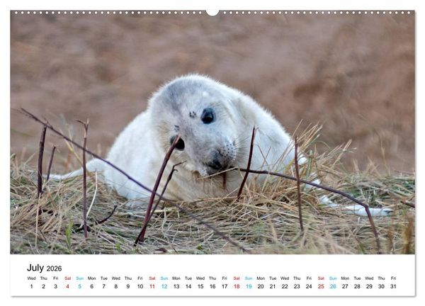 Produktbild: Grey Seal Pups of Donna Nook (High Quality Premium Wall Calendar 2026 DIN A2 landscape),CALVENDO 12 Month Wall Calendar