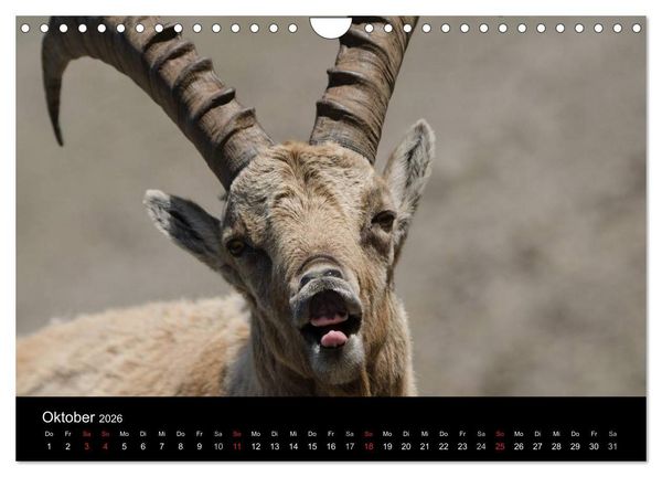 Produktbild: Steinwild in den Schweizer Voralpen (Wandkalender 2026 DIN A4 quer), CALVENDO Monatskalender