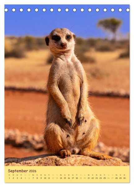 Produktbild: Erdm&auml;nnchen - Eine Kolonie in der Kalahari (Tischkalender 2026 DIN A5 hoch), CALVENDO Monatskalender
