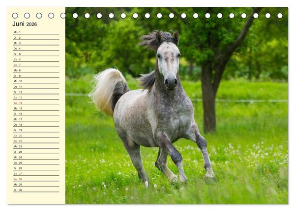 Produktbild: Traumpferd Lipizzaner (Tischkalender 2026 DIN A5 quer), CALVENDO Monatskalender