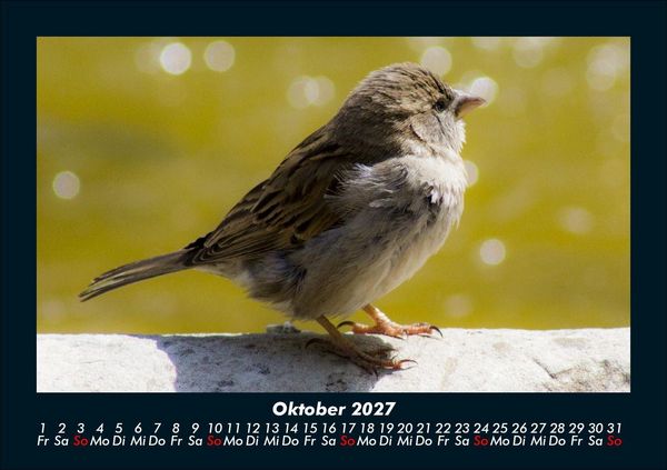 Produktbild: Vogelparadies 2027 Fotokalender DIN A5