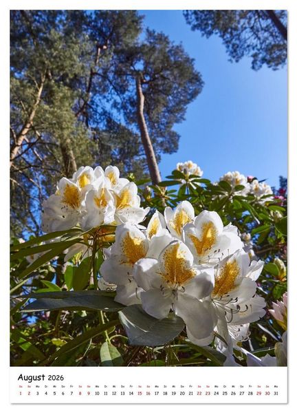 Produktbild: Zauberhafte Rhododendren (Wandkalender 2026 DIN A3 hoch), CALVENDO Monatskalender