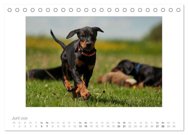 Produktbild: Dobermann Welpen (Tischkalender 2026 DIN A5 quer), CALVENDO Monatskalender