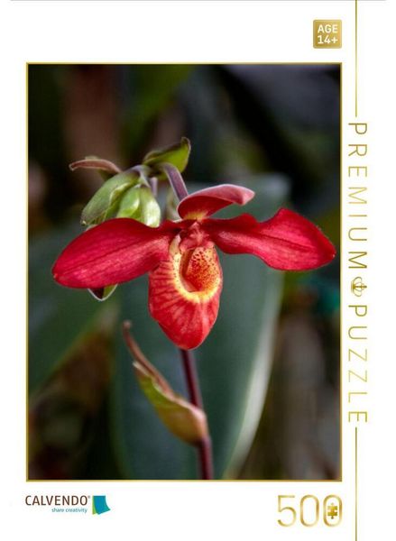 CALVENDO Puzzle Frauenschuh-Orchidee | 500 Teile Lege-Größe 48 × 36 cm Foto-Puzzle für Erwachsene