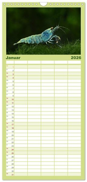Produktbild: Familienplaner 2026 - Dwarf Shrimps - kleine Garnelen mit 5 Spalten (Wandkalender, 21 x 45 cm) CALVENDO