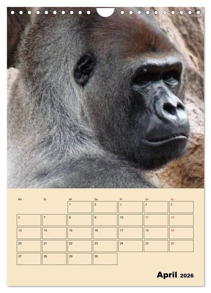 Produktbild: Gorillas (Wandkalender 2026 DIN A4 hoch), CALVENDO Monatskalender