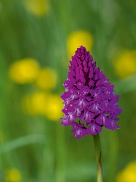 Produktbild: CALVENDO Puzzle Ein Motiv aus dem Kalender Zauber der Natur - Heimische Orchideen und Wiesenblumen | 1000 Teile Lege-Gr&ouml;&szlig;e 64x48cm Foto-Puzzle f&uuml;r gl&uuml;ckliche Stunden