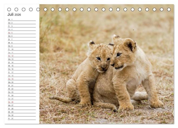Produktbild: Emotionale Momente: L&ouml;wenbabys - so s&uuml;&szlig;. (Tischkalender 2026 DIN A5 quer), CALVENDO Monatskalender