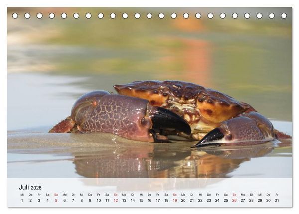 Produktbild: Krabben. Lustige Aliens (Tischkalender 2026 DIN A5 quer), CALVENDO Monatskalender