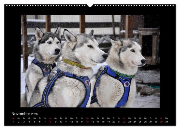 Produktbild: Husky-Kalender (Wandkalender 2026 DIN A2 quer), CALVENDO Monatskalender