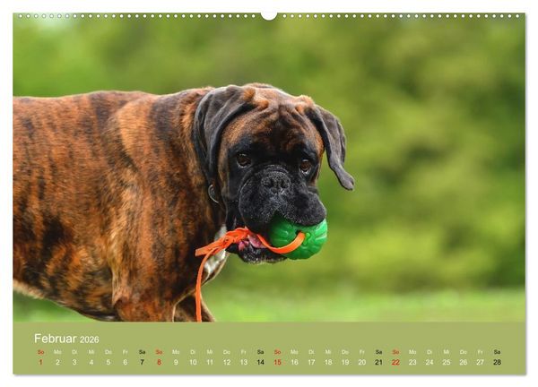 Produktbild: Boxer - charmante Herzensbrecher (Wandkalender 2026 DIN A2 quer), CALVENDO Monatskalender