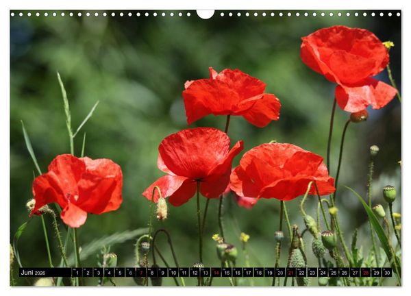 Produktbild: Mohnblumen (Wandkalender 2026 DIN A3 quer), CALVENDO Monatskalender