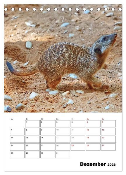 Produktbild: Niedliche Erdm&auml;nnchen (Tischkalender 2026 DIN A5 hoch), CALVENDO Monatskalender