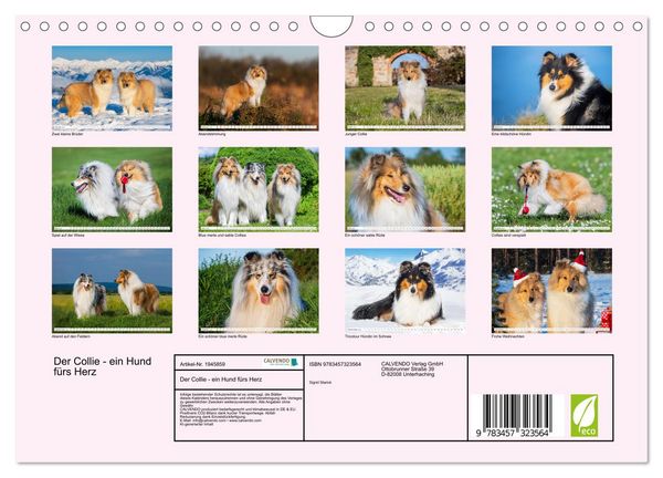 Produktbild: Der Collie - ein Hund f&uuml;rs Herz (Wandkalender 2026 DIN A4 quer), CALVENDO Monatskalender