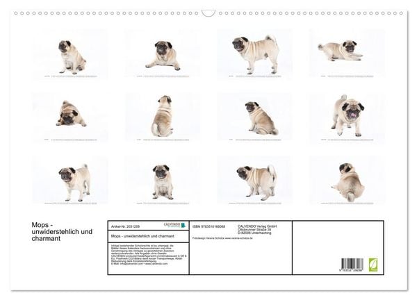 Produktbild: Mops - unwiderstehlich und charmant (Wandkalender 2026 DIN A2 quer), CALVENDO Monatskalender
