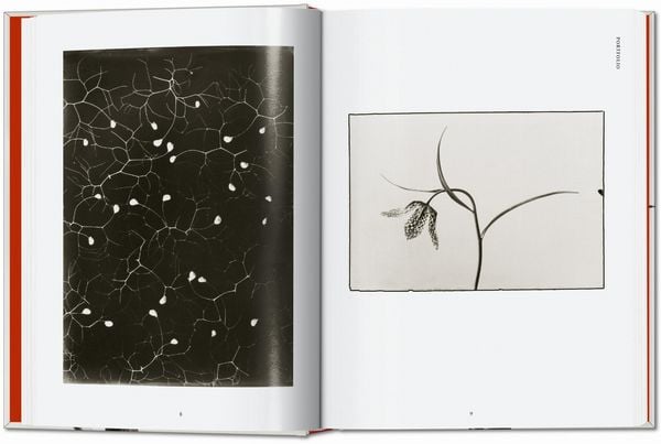 Produktbild: Karl Blossfeldt. The Complete Published Work. 45th Ed.