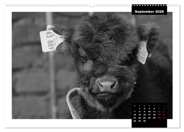 Produktbild: Faszination Schottisches Hochlandrind (hochwertiger Premium Wandkalender 2026 DIN A2 quer), Kunstdruck in Hochglanz