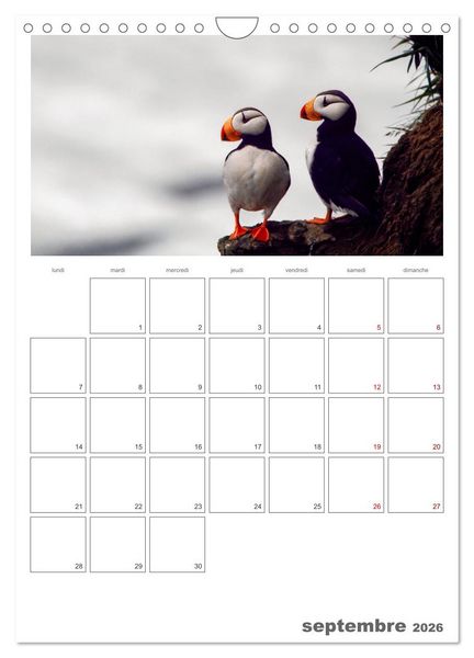 Produktbild: Notre nature sauvage, oiseaux aquatiques d'Europe (Calendrier mural 2026 DIN A4 horizontal), CALVENDO calendrier mensuel
