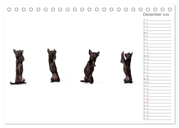 Produktbild: Chihuahua - Die Welt der Kleinen (Tischkalender 2026 DIN A5 quer), CALVENDO Monatskalender