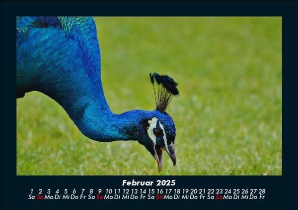 Produktbild: V&ouml;gel 2025 Fotokalender DIN A5