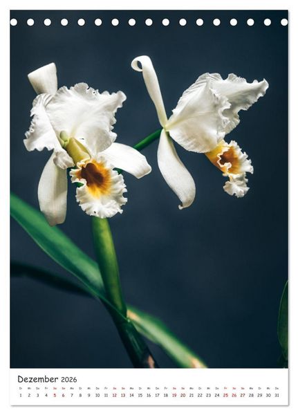 Produktbild: Orchideen Zauber (Tischkalender 2026 DIN A5 hoch), CALVENDO Monatskalender