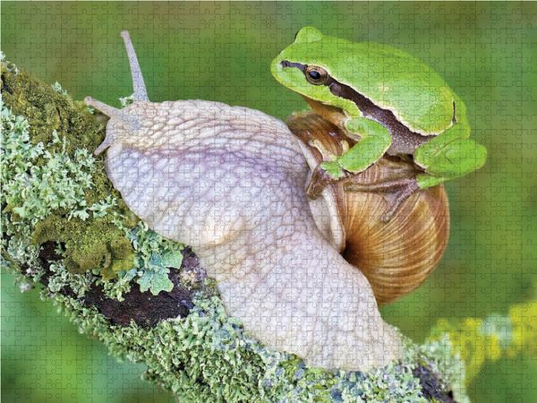 Produktbild: CALVENDO Puzzle Laubfrosch/Weinbergschnecke 1000 Teile Lege-Gr&ouml;&szlig;e 64 x 48 cm Foto-Puzzle Bild von Klaus Feske